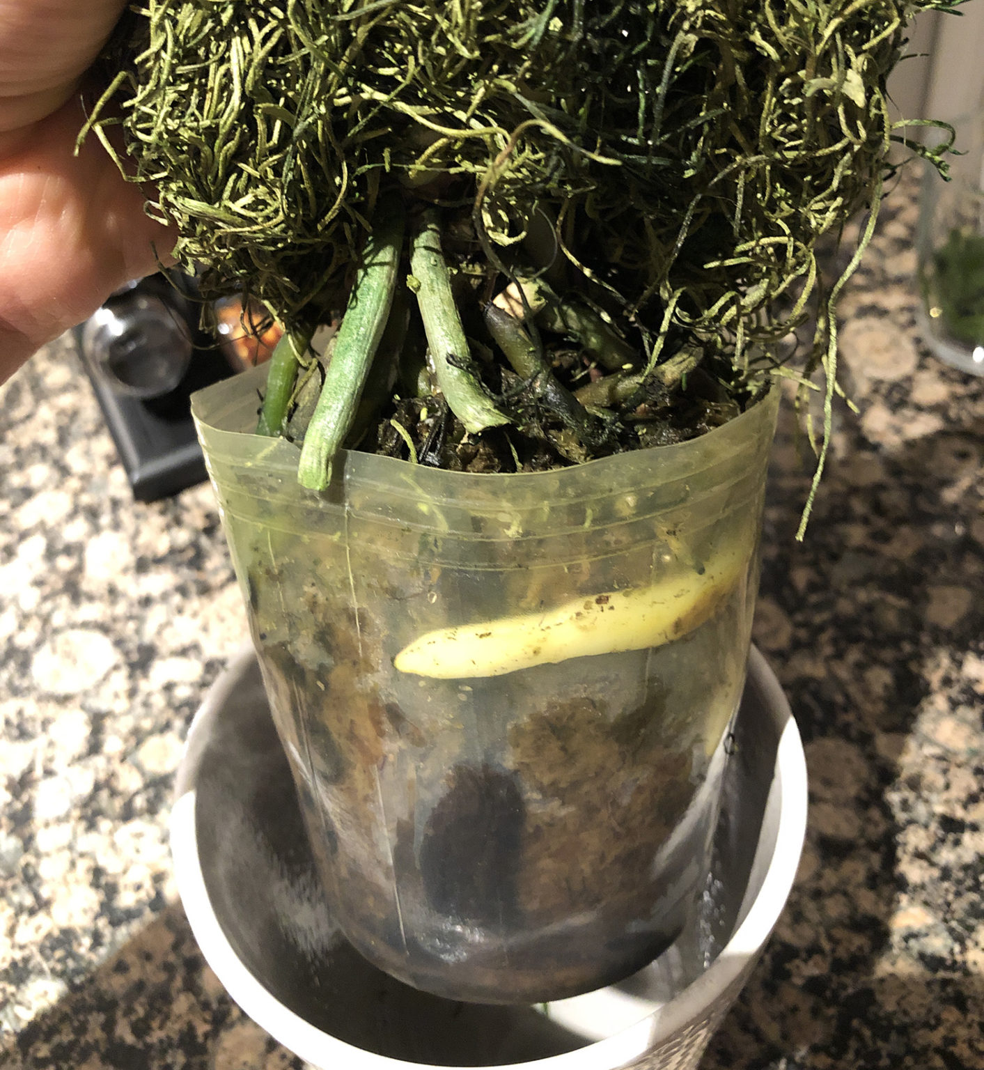 Orchid flowers wilted House Plant Journal