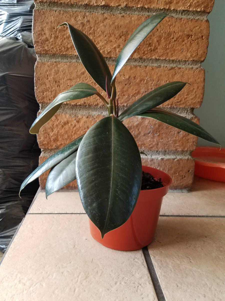 Rubber Plant Droopy House Plant Journal