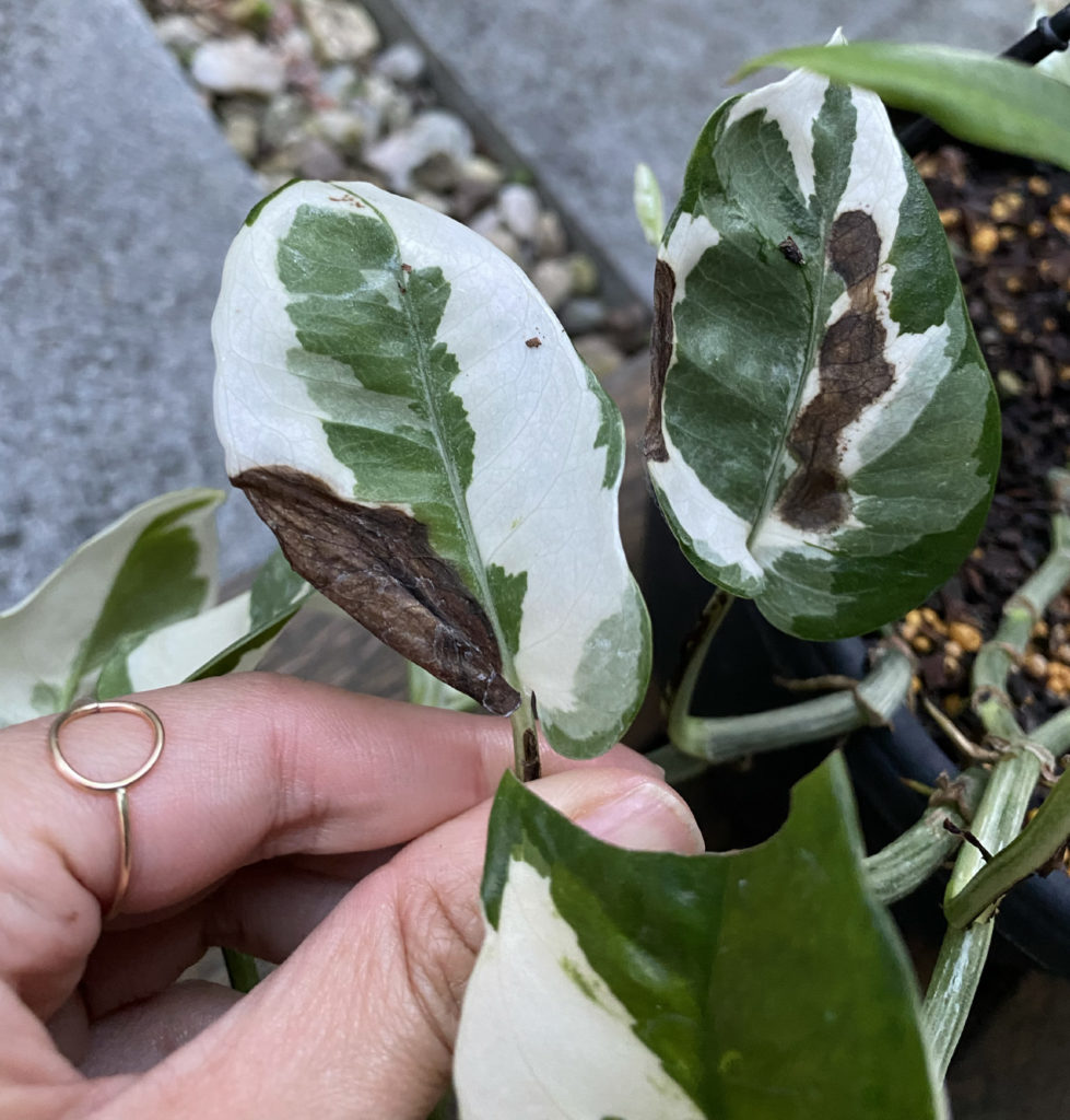 Pothos queen brown spots House Plant Journal