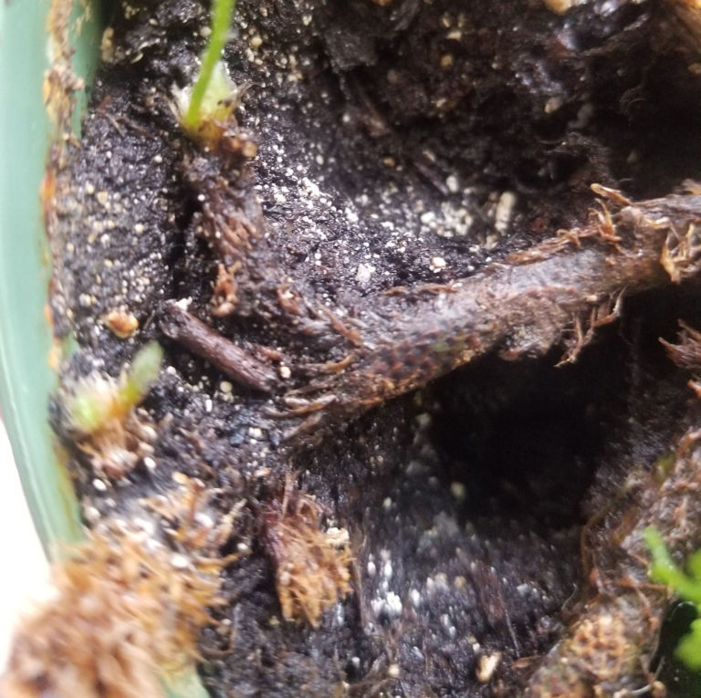 Rabbit’s Foot Fern Not growing well House Plant Journal