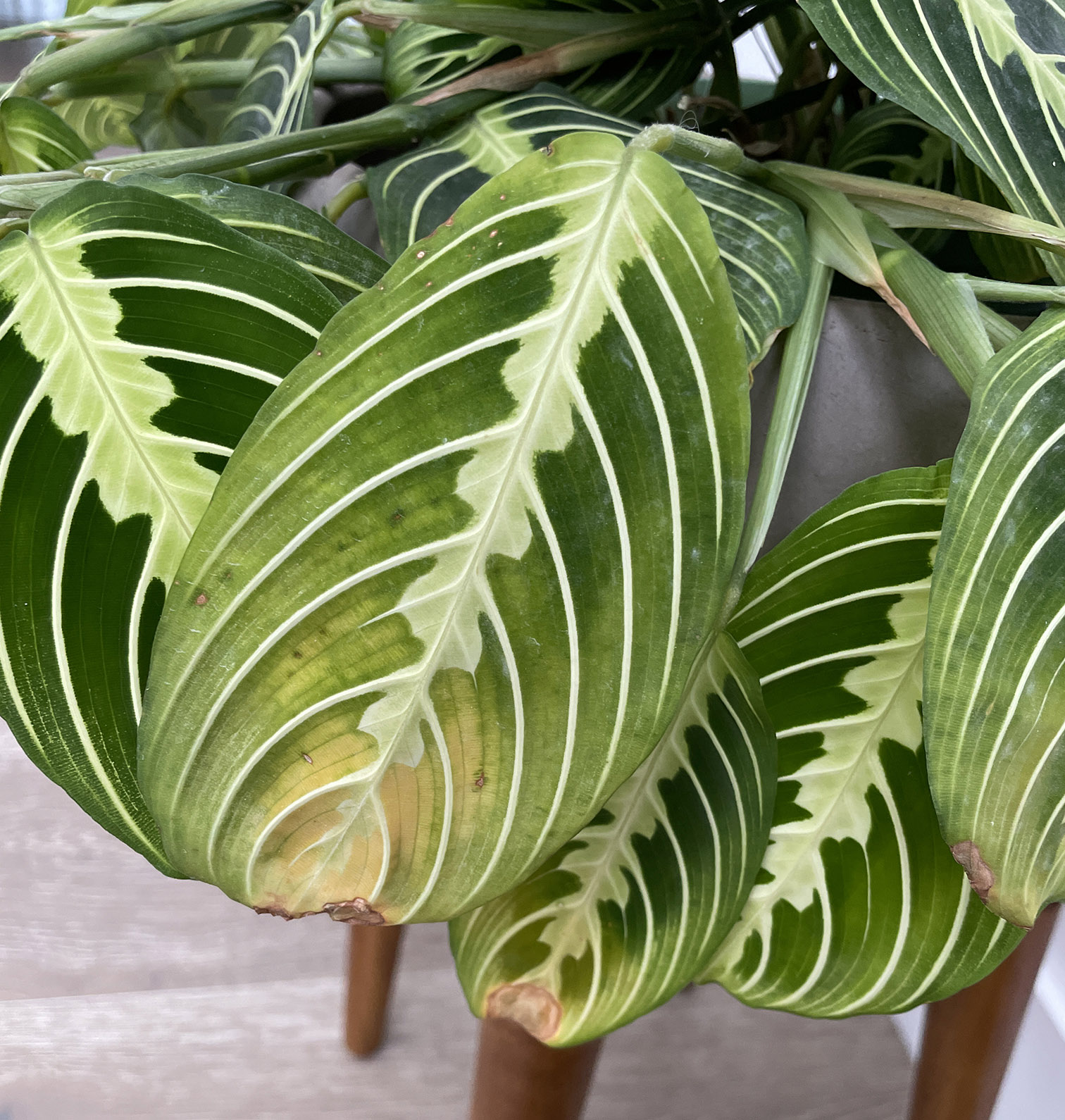 Prayer plant yellowing House Plant Journal