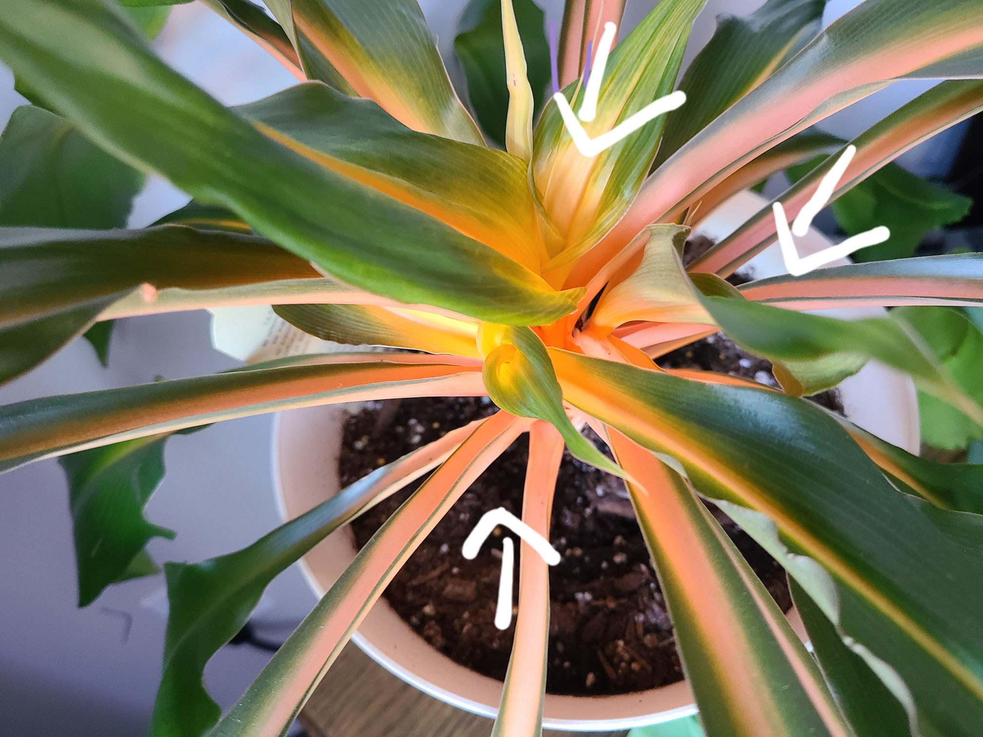 Orange Spider Plant Not Growing House Plant Journal