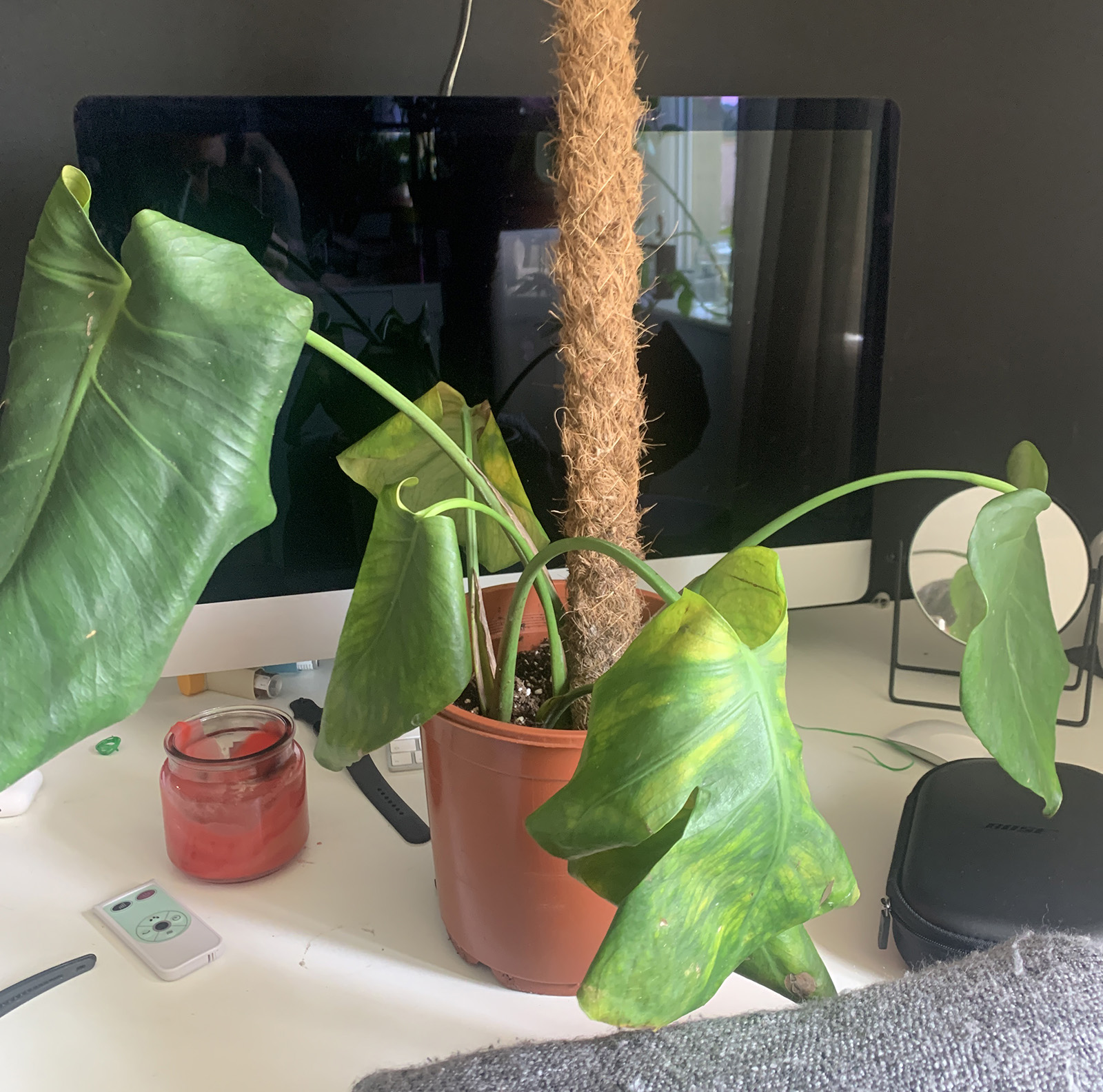 Monstera deliciosa troubles House Plant Journal