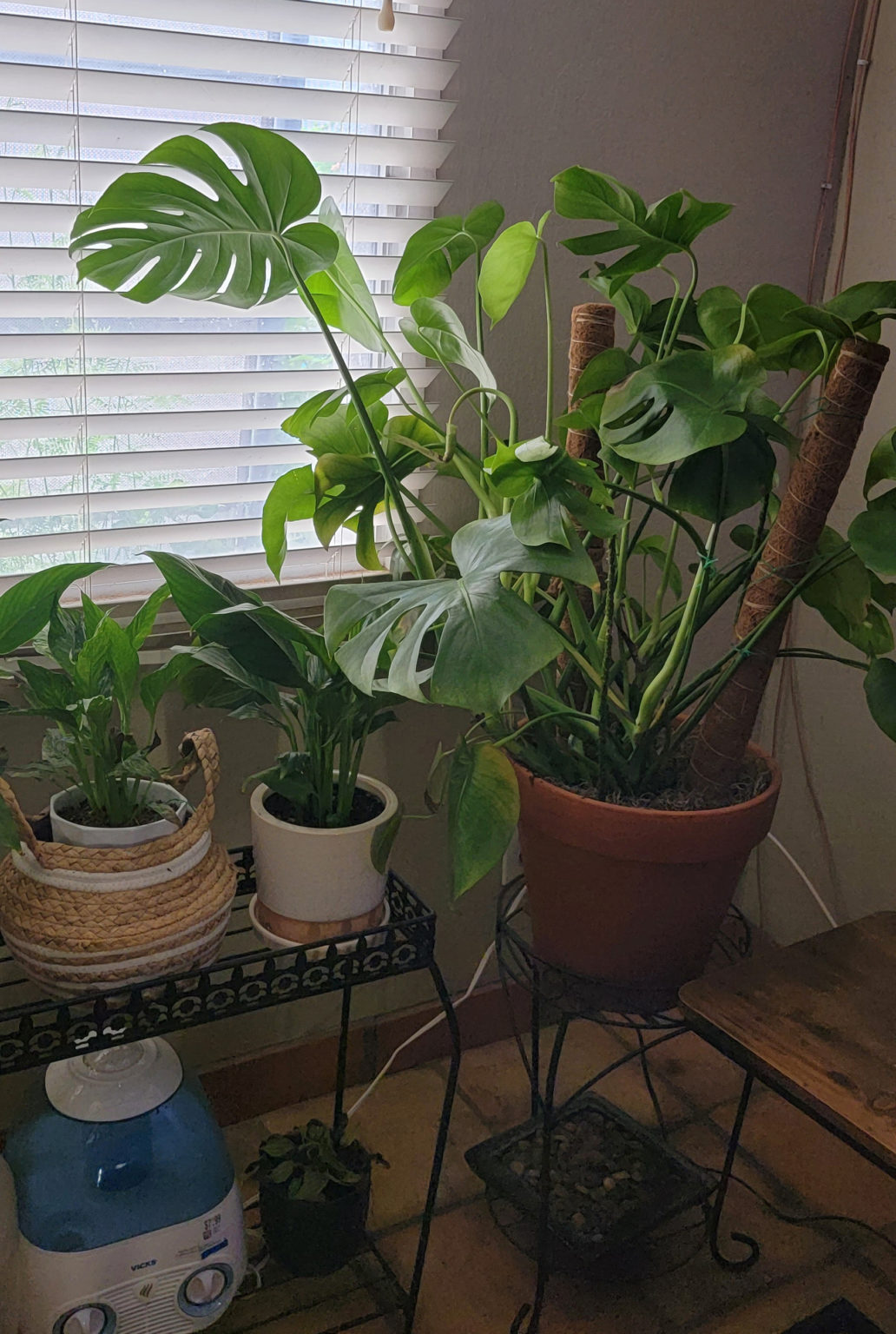 How Much Sun For Monstera
