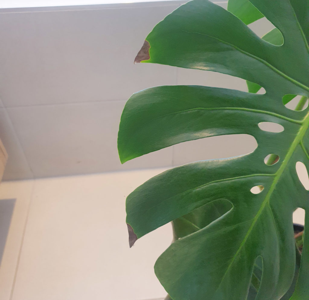Edges of Monstera Leaves Brown
