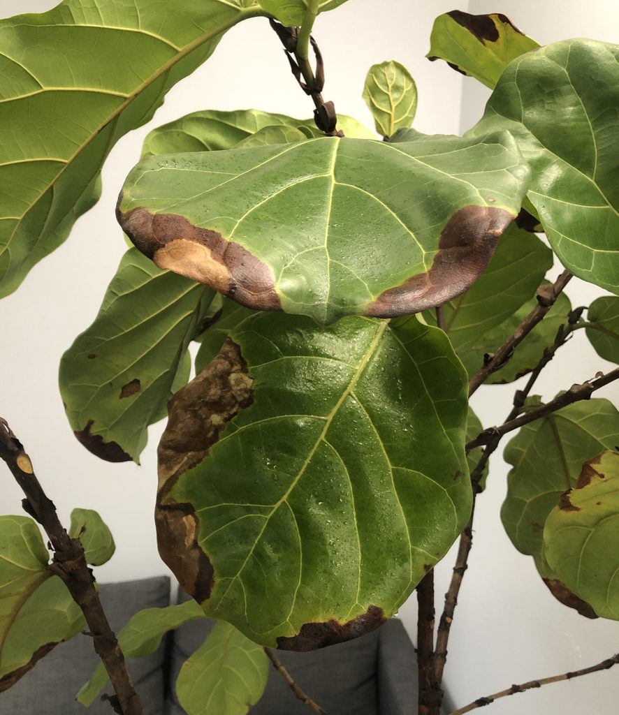 Crack pot synd rive ned Fiddle leaf brown edges – House Plant Journal