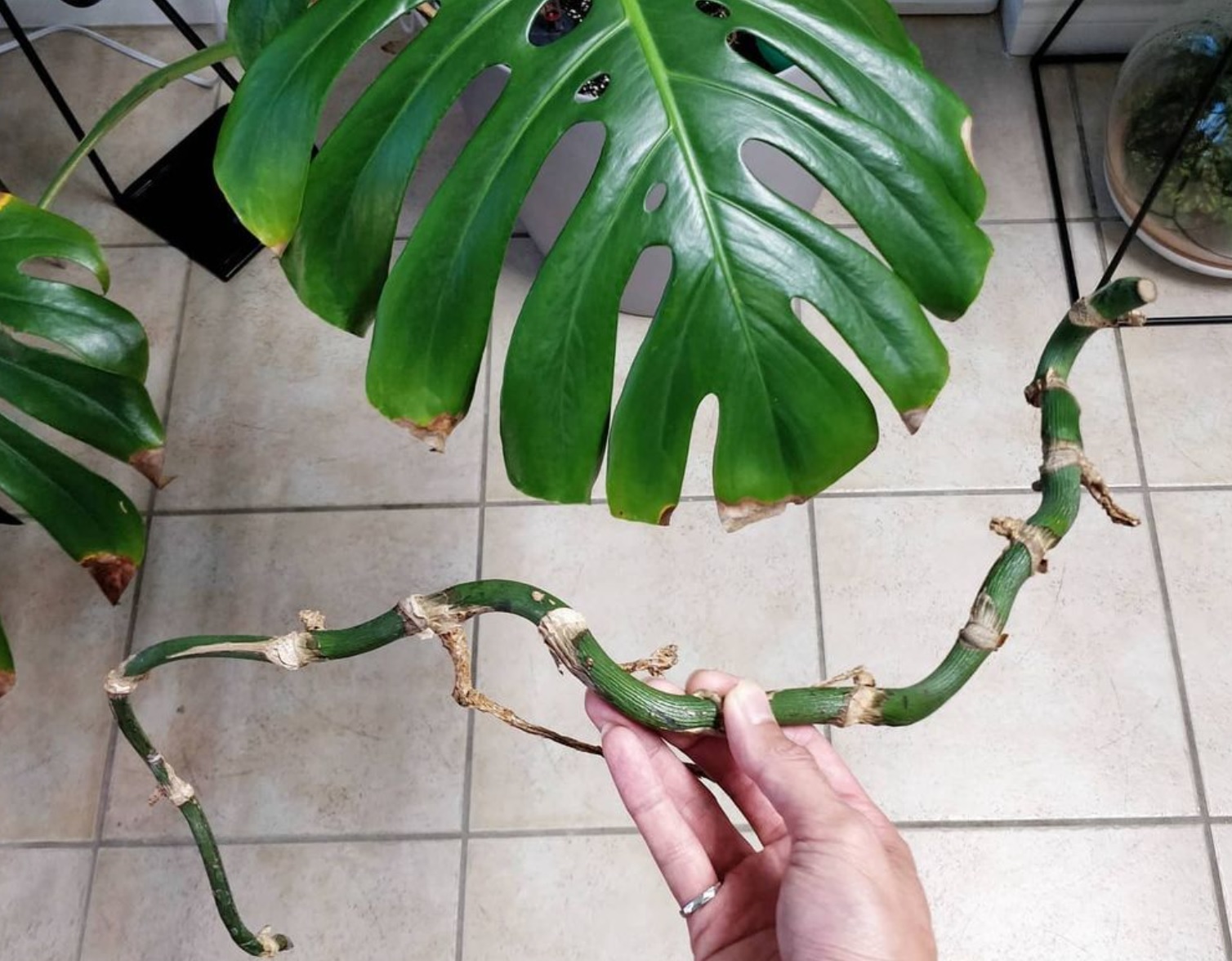 Will this monstera grow new leaves house plant journal