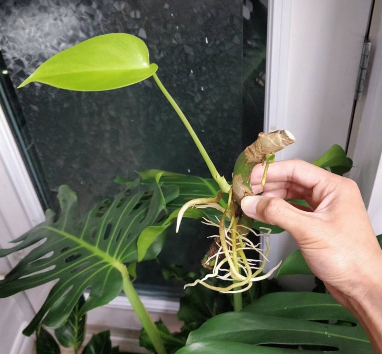 Will this Monstera grow new leaves? House Plant Journal
