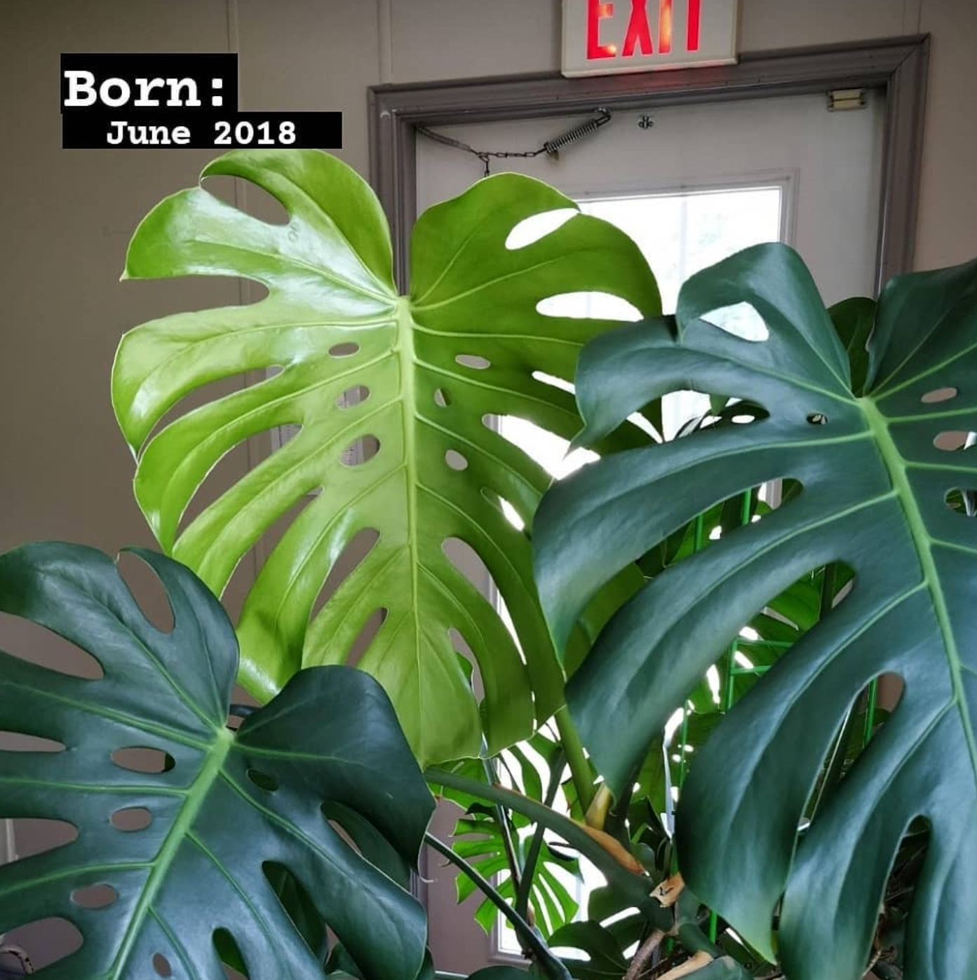 Monstera Brown Edges House Plant Journal monstera-brown-edges-house-plant-journal