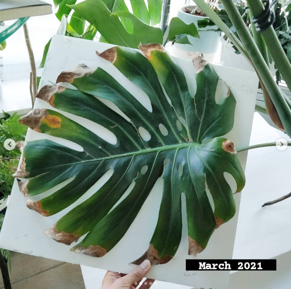 Monstera Leaves Browning: Revive Your Plant Now!