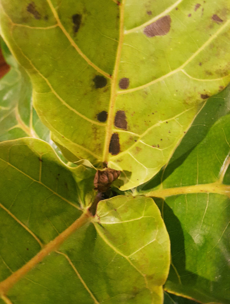 Fiddle Leaf Fig Has Brown Spots House Plant Journal