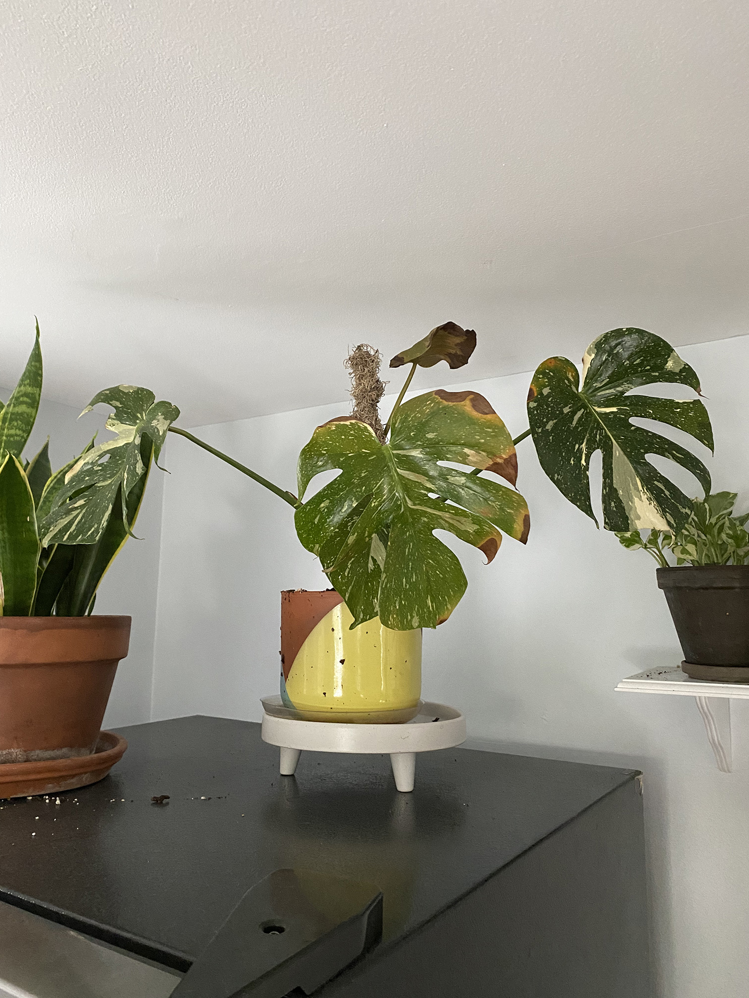 Monstera Thai Constellation New Leaves with Brown Tips House Plant