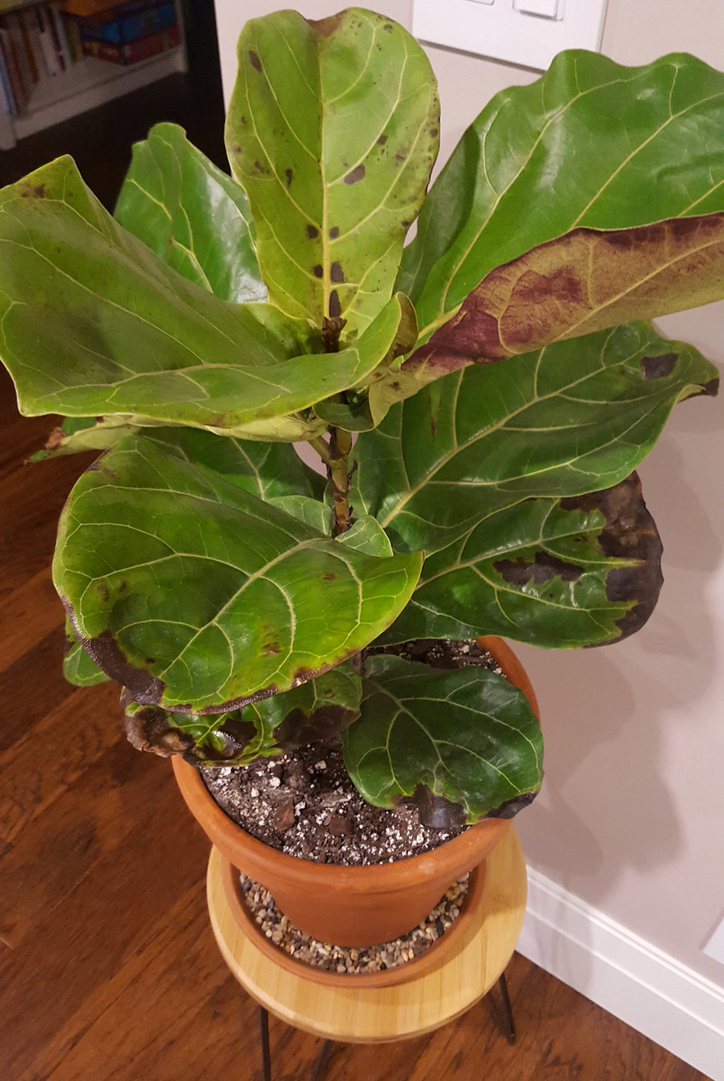 Fiddle leaf fig has brown spots House Plant Journal