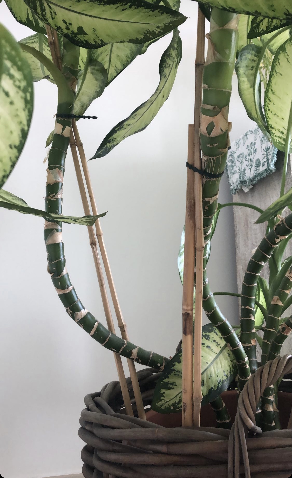 Dieffenbachia stem curving House Plant Journal