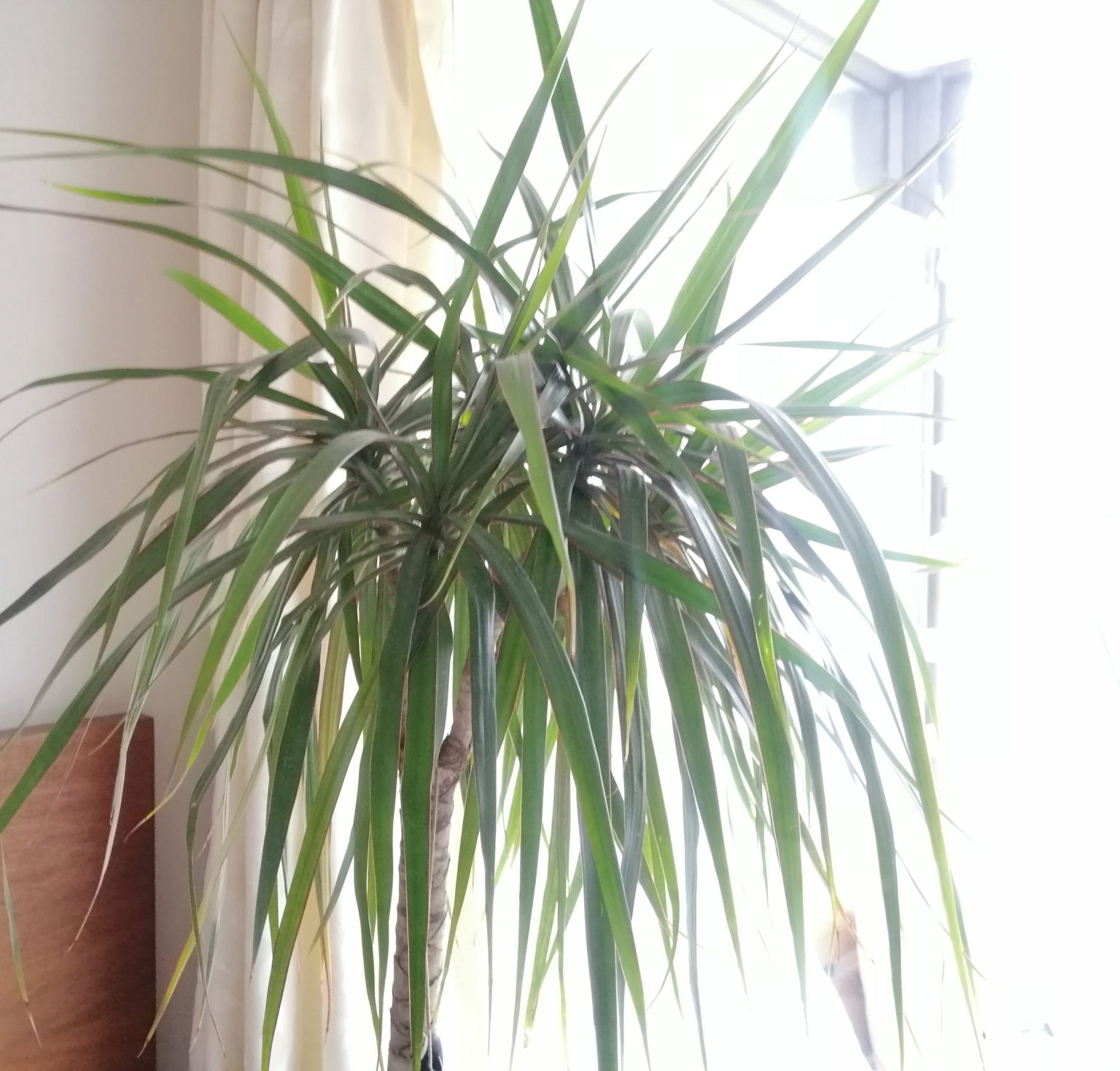 Dracaena marginata lower leaves yellowing house plant journal