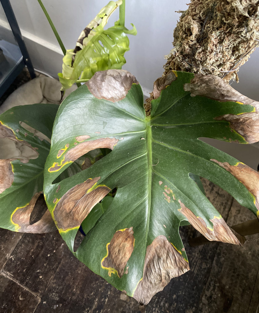 Brown Spots on Monstera