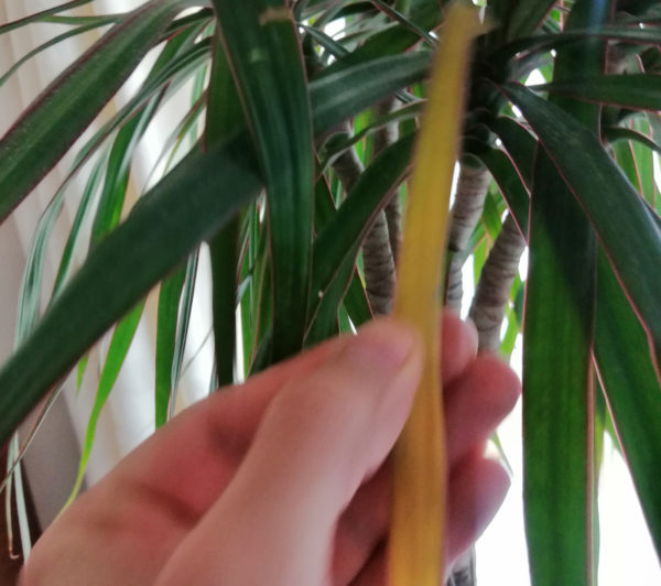 Dracaena marginata lower leaves yellowing House Plant Journal