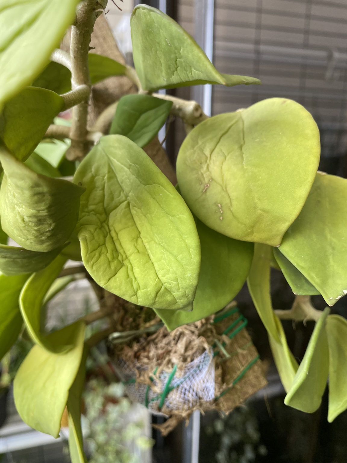 Hoya always wrinkly House Plant Journal