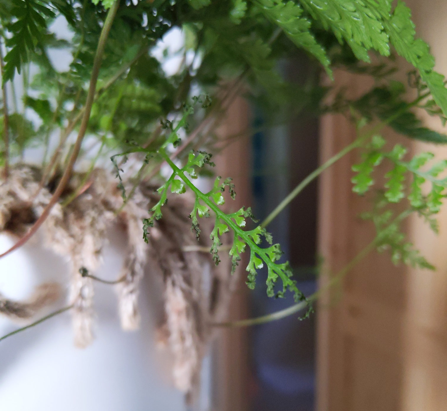 Rabbit foot fern not happy – House Plant Journal