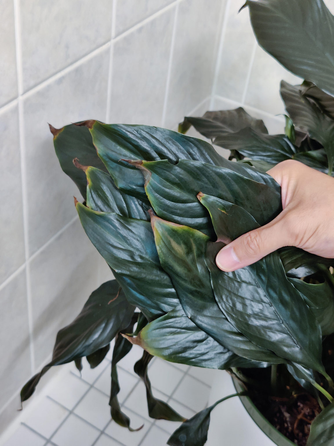peace-lily-tips-are-brown-house-plant-journal