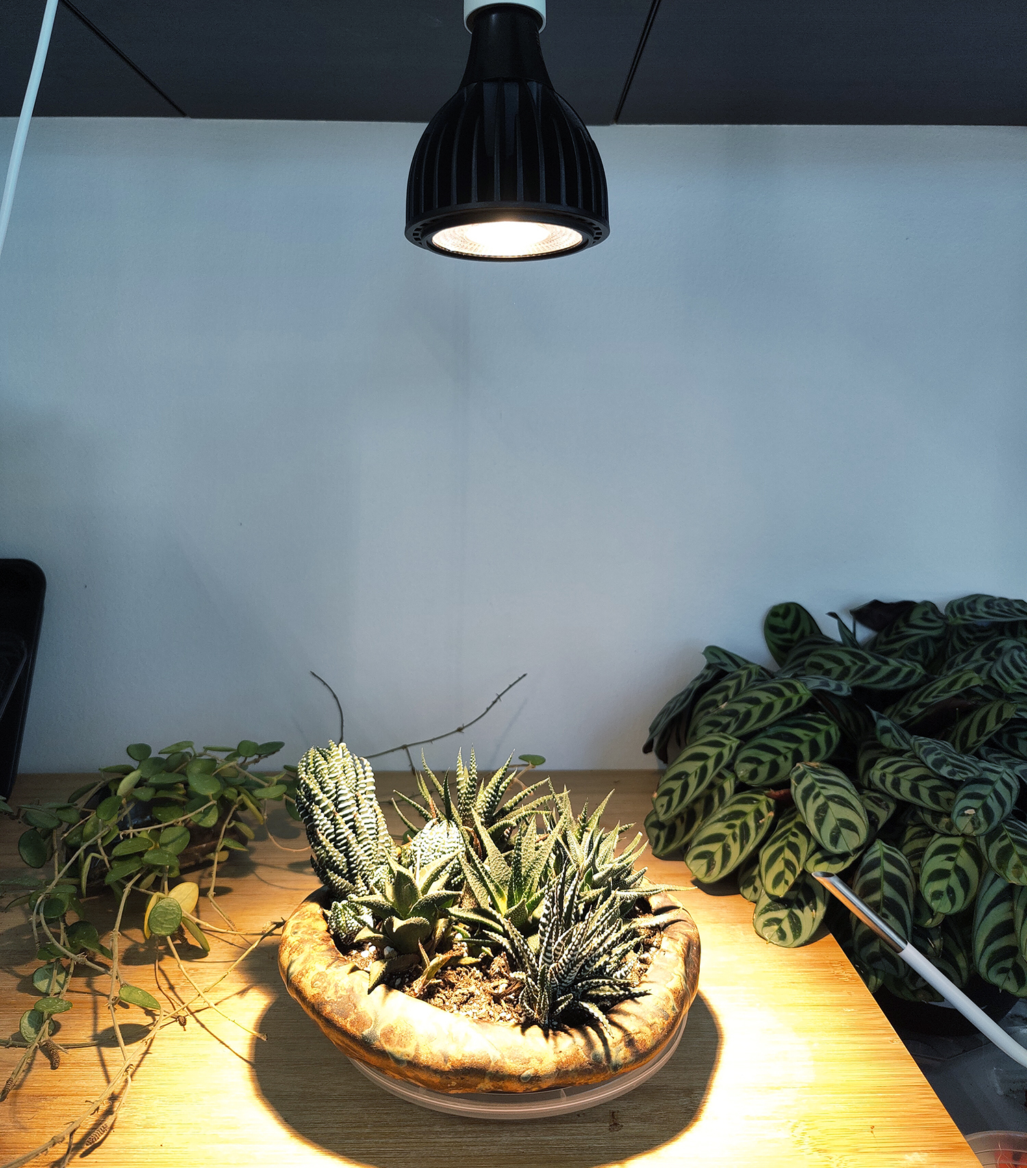 Grow Light Review Soltech Solutions Vita Grow Light House Plant Journal