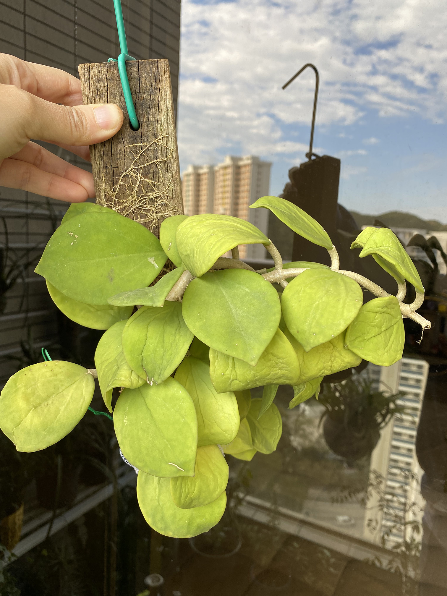 Hoya always wrinkly House Plant Journal