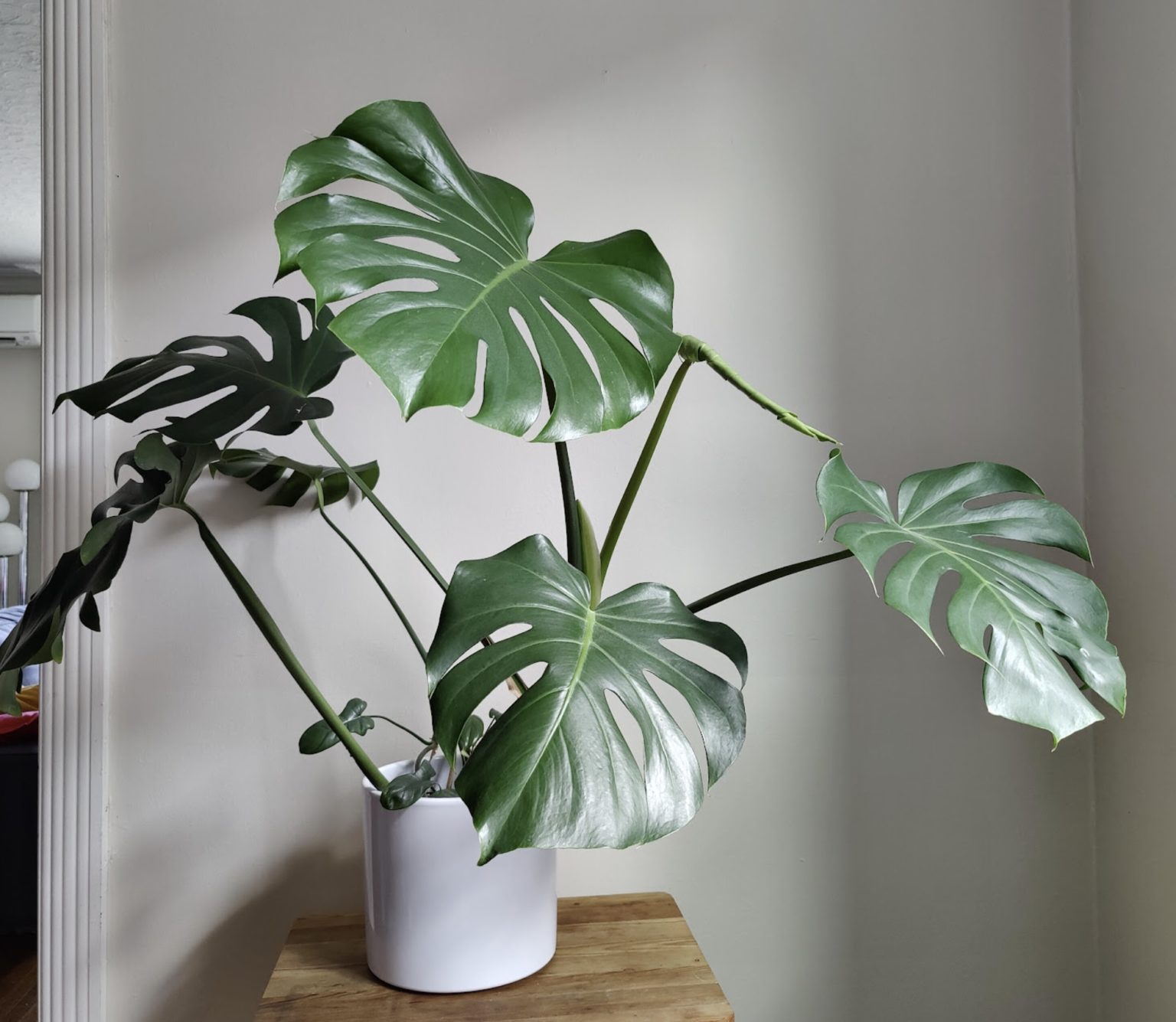 Monstera what to do with leggy growth House Plant Journal