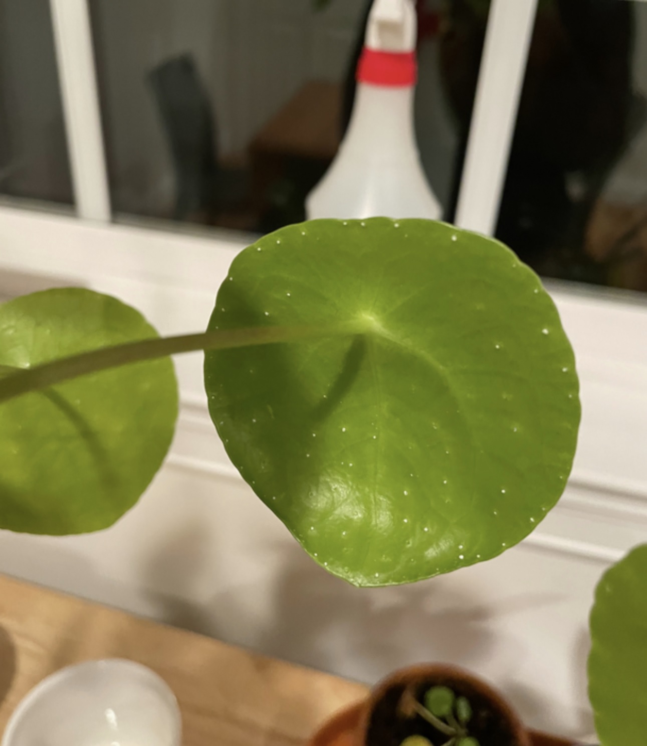 Pilea has white spots House Plant Journal