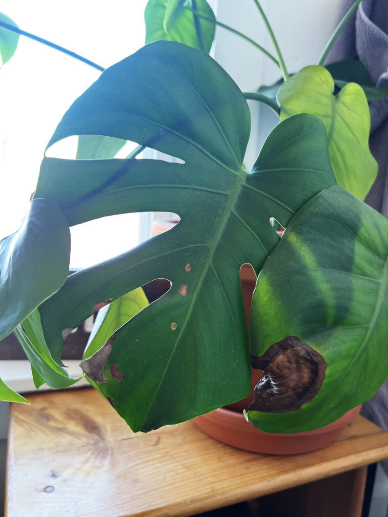 Brown Spots on Monstera