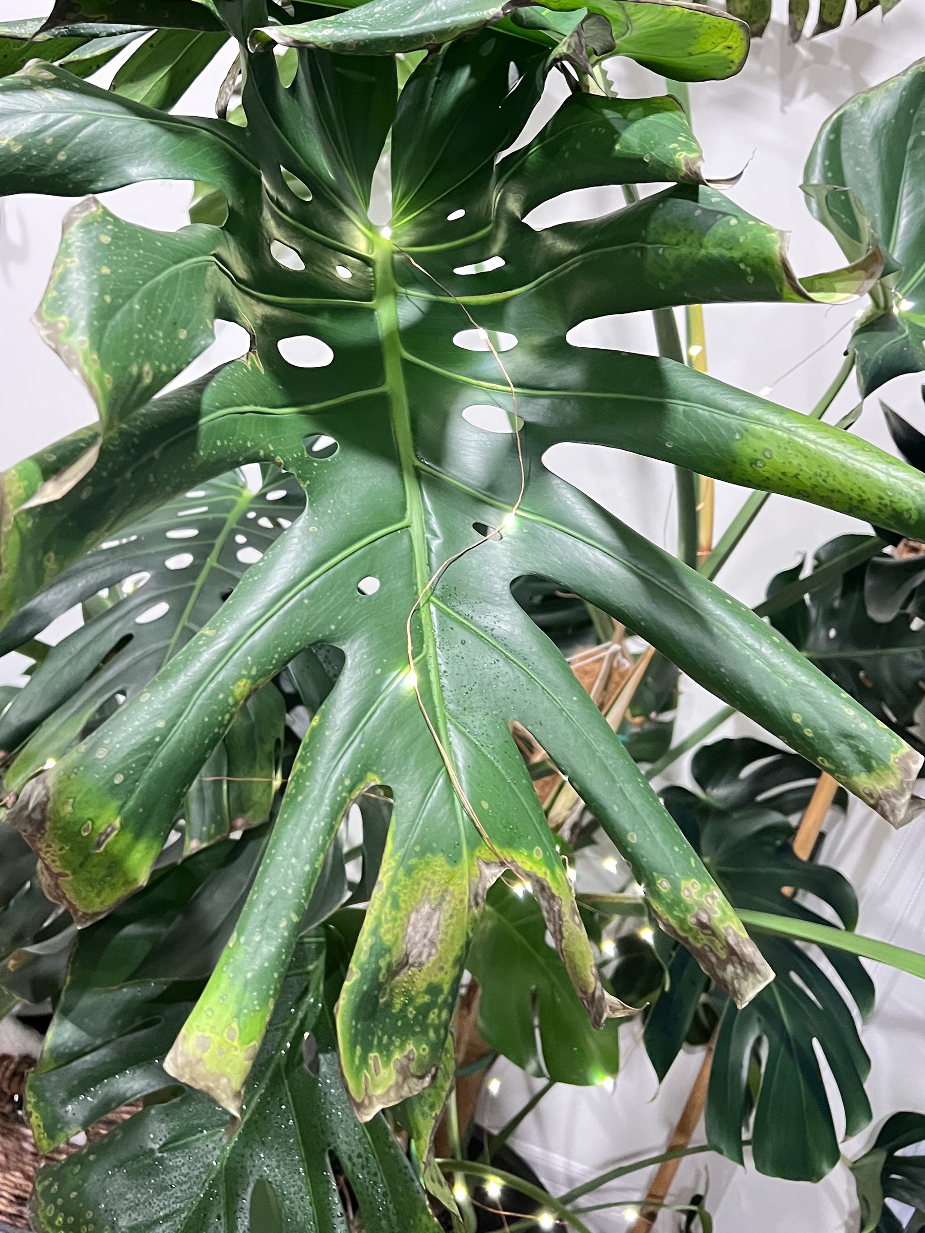 Monstera cold damage House Plant Journal
