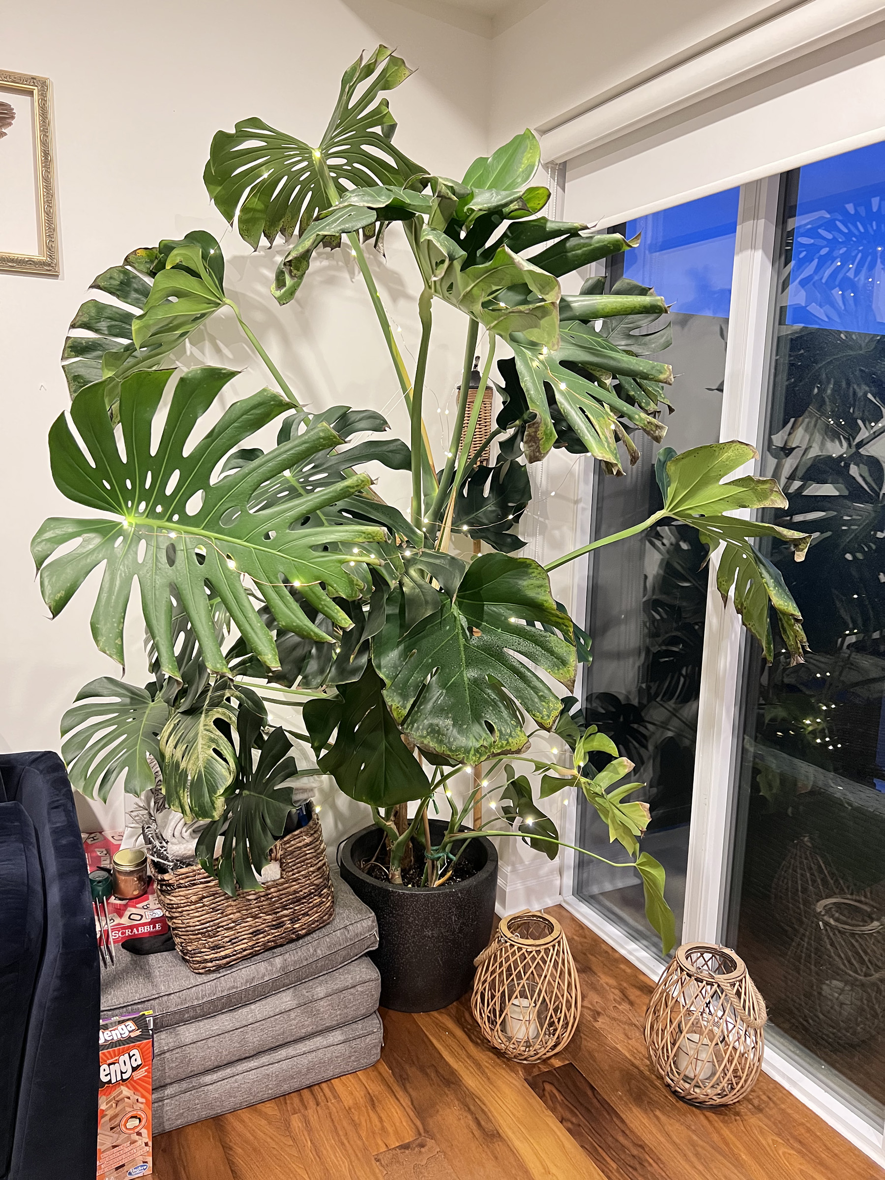 monstera-cold-damage-house-plant-journal