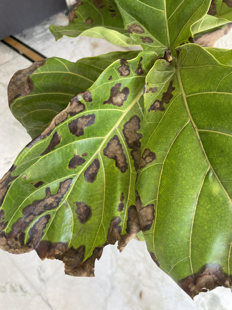 Kan lyd Mængde penge Fiddle Leaf Has Brown Spots – House Plant Journal