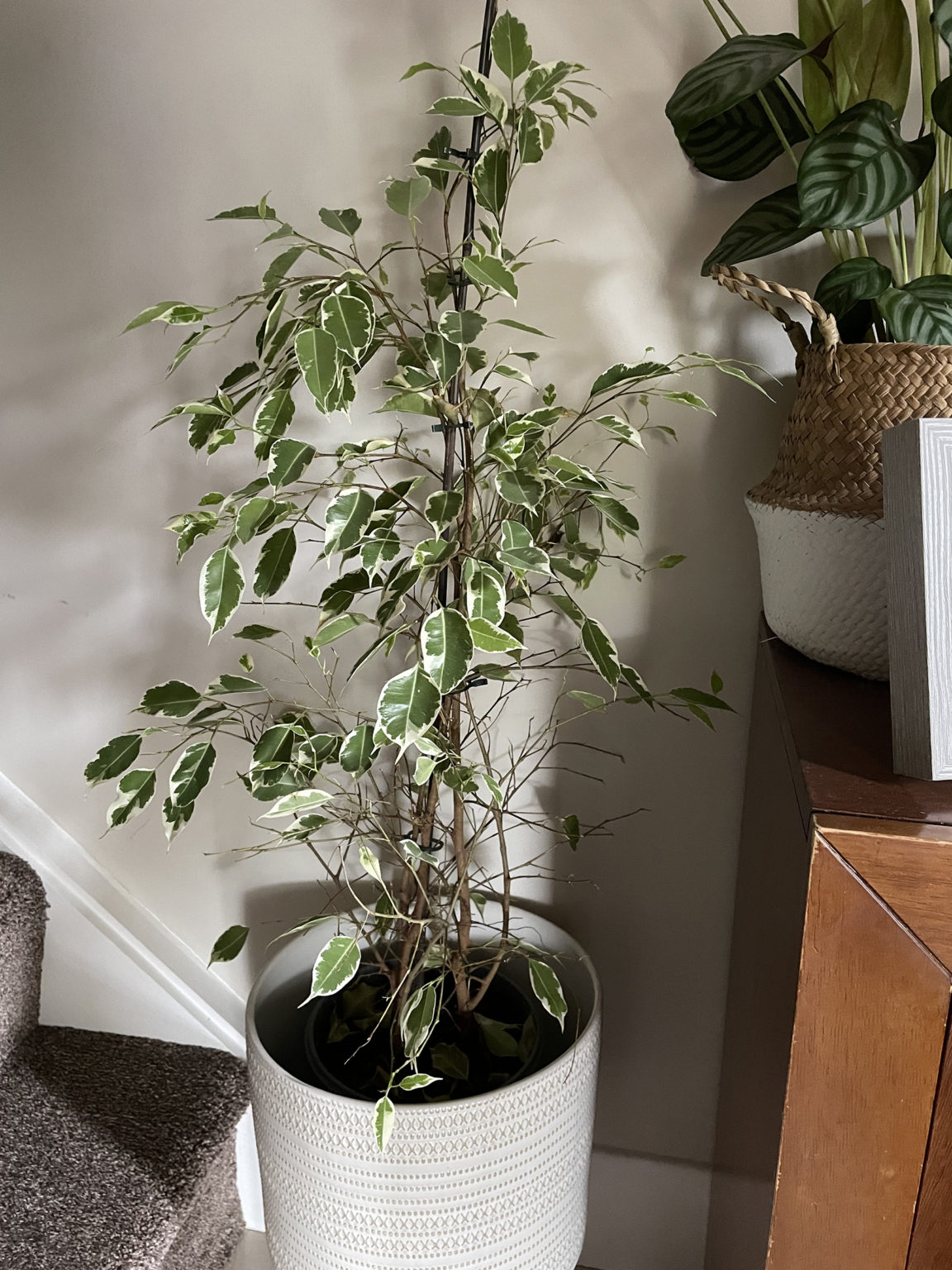 Weeping Fig Dropping Leaves House Plant Journal