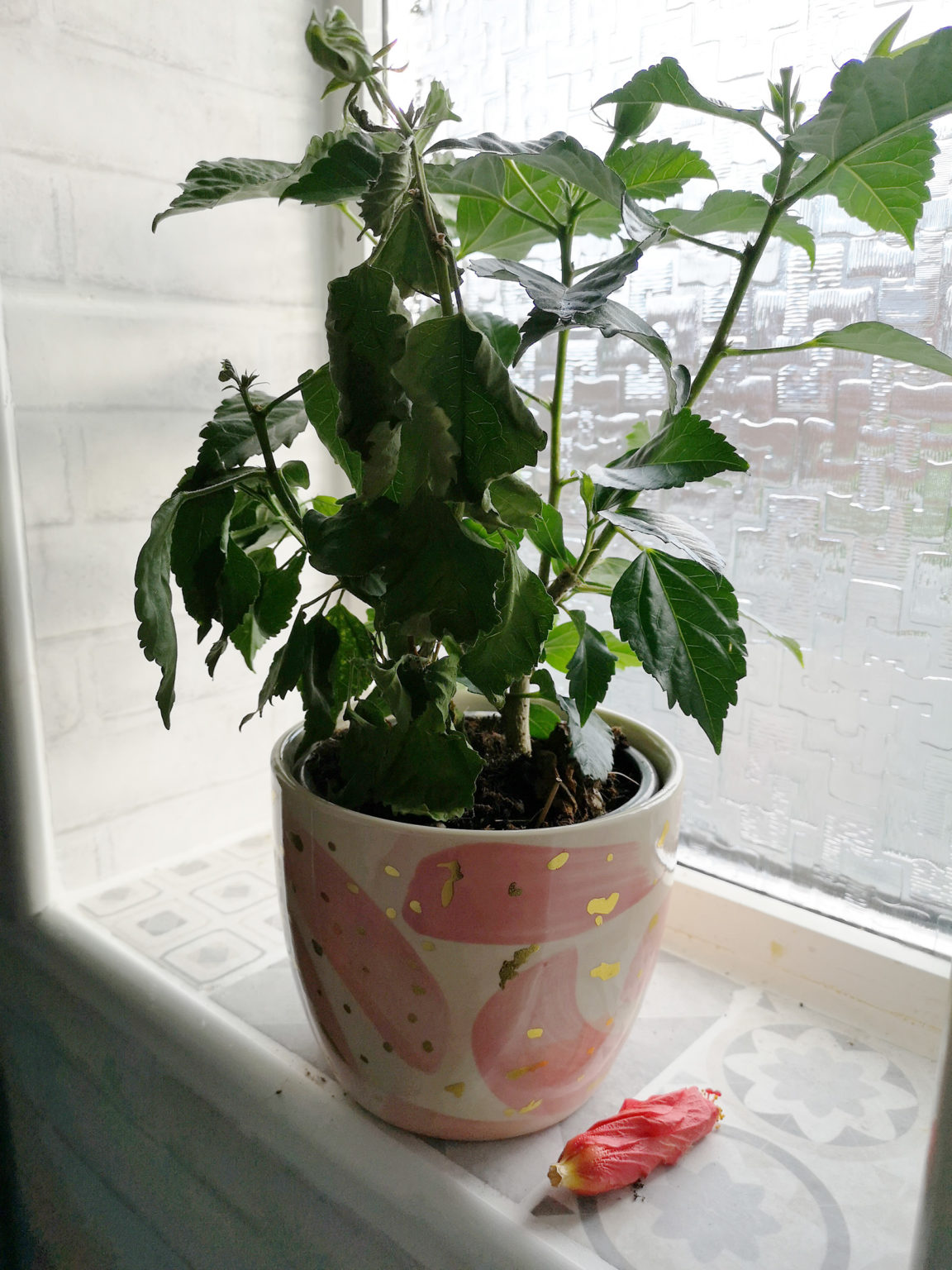 Hibiscus wilting House Plant Journal