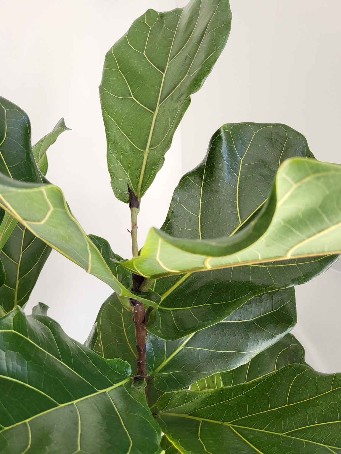 Fiddle leaf fig looks burnt House Plant Journal