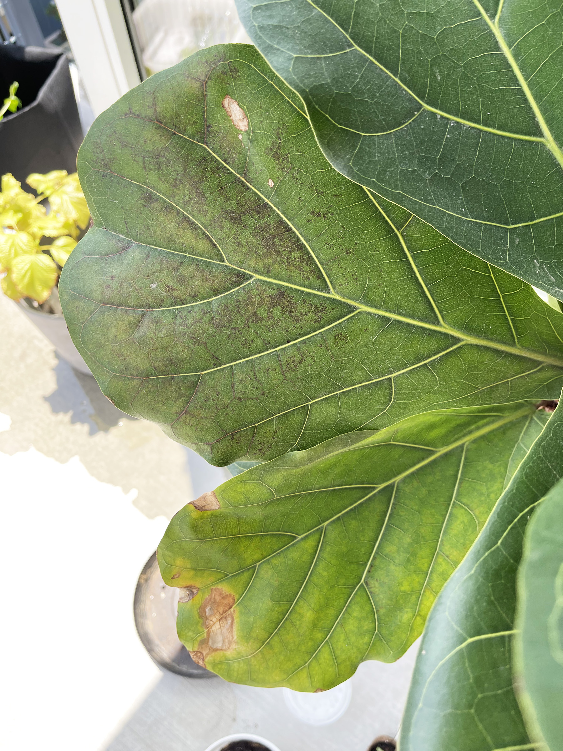 Fiddle leaf fig brown spots house plant journal