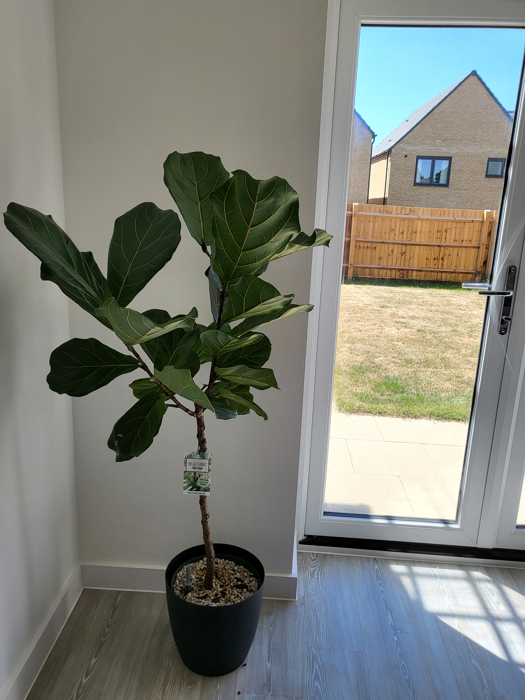Fiddle leaf fig looks burnt House Plant Journal