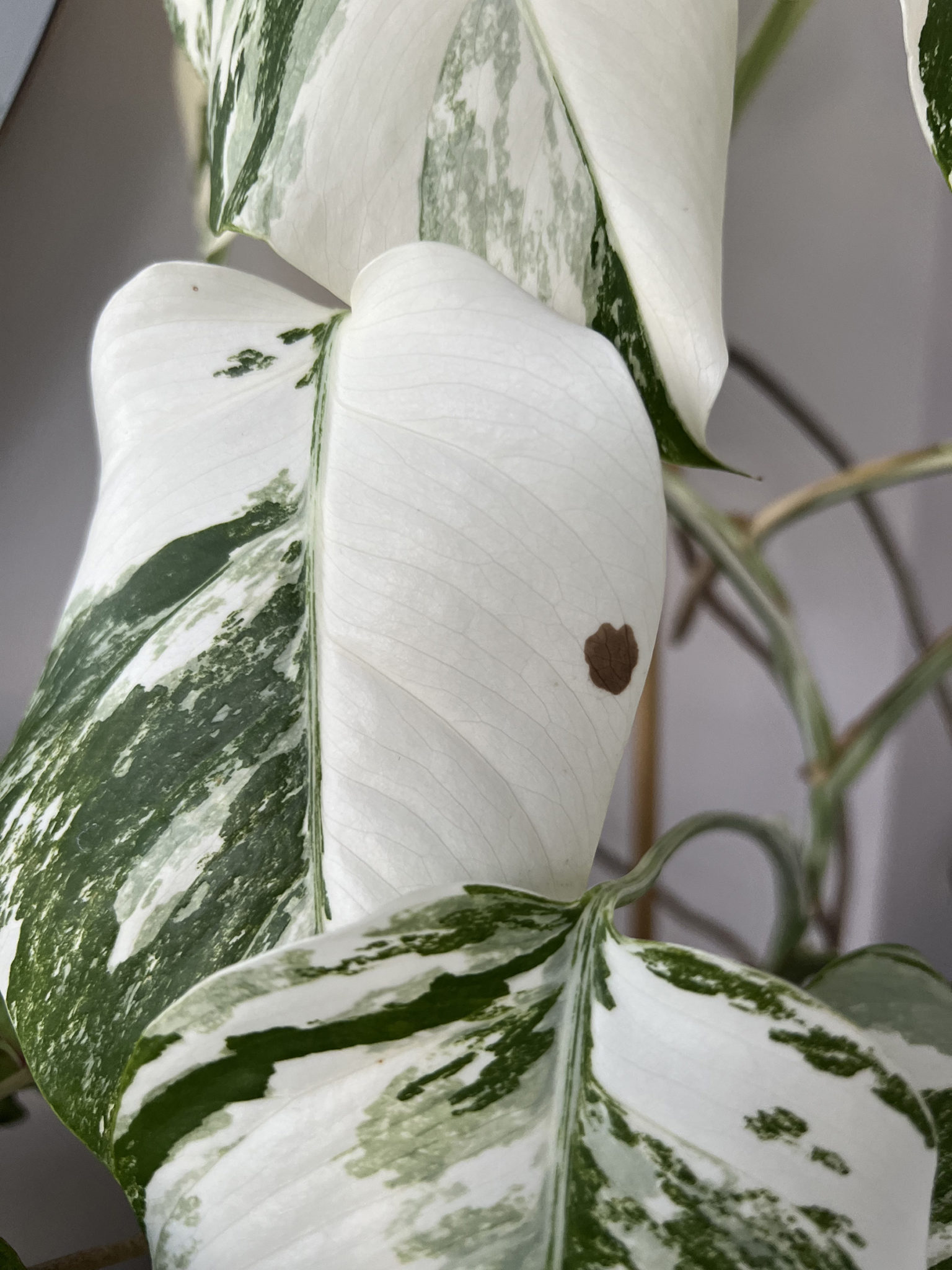 monstera-albo-has-brown-spots-house-plant-journal