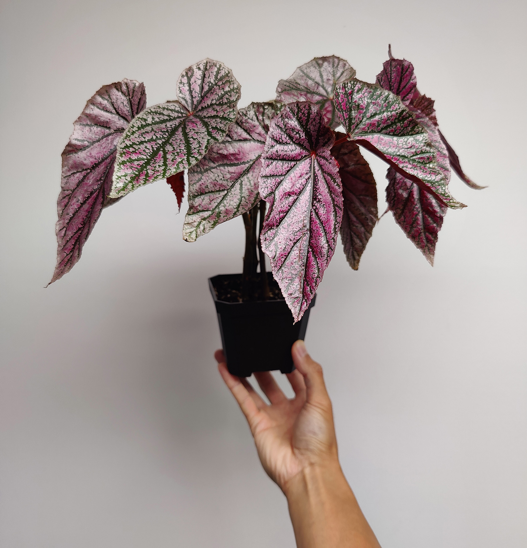 Get Rid of Droopy Leaves with This Mysterious Begonia Fix
