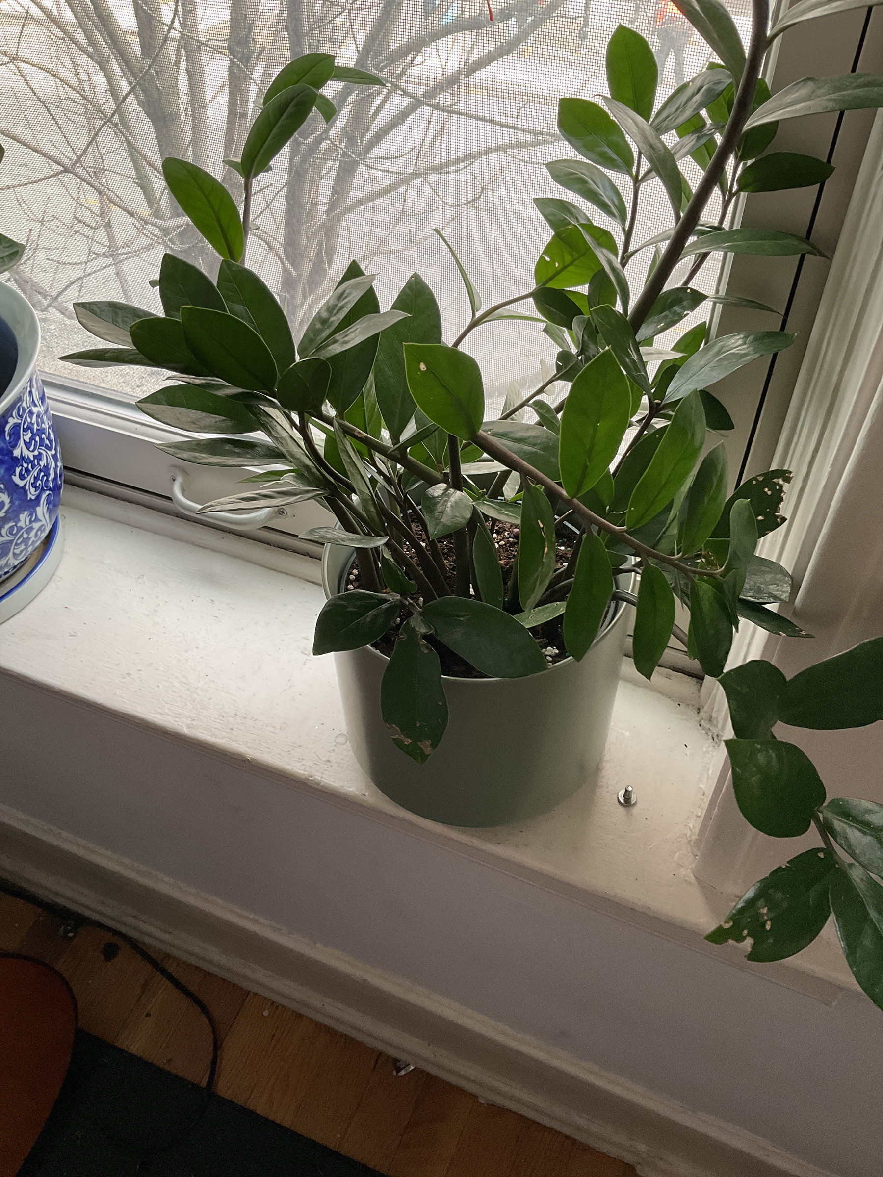 zz Plant Not Growing House Plant Journal