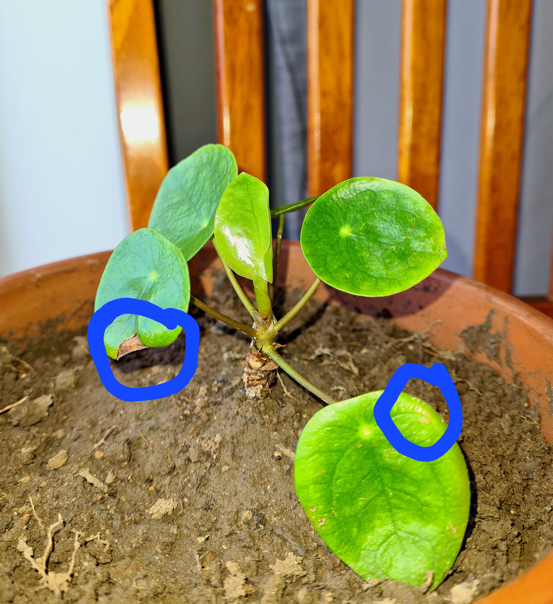 Pilea might have fertilizer burn House Plant Journal