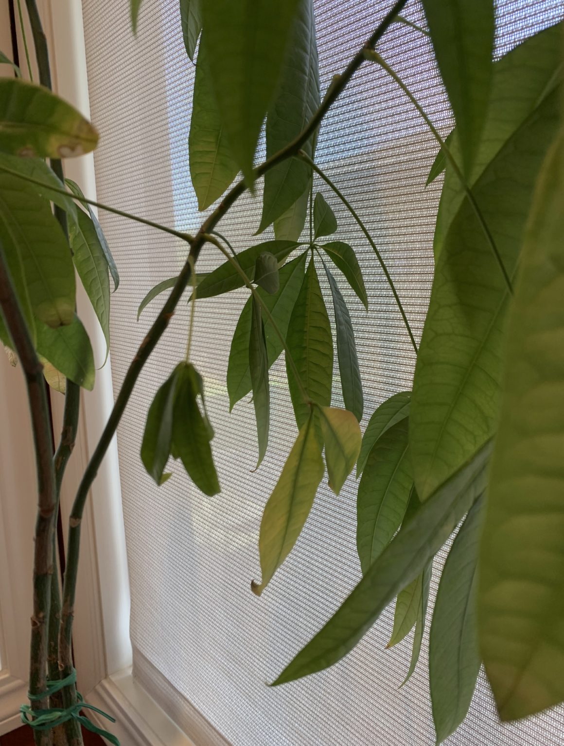 Money Tree Concerns about leaf loss House Plant Journal