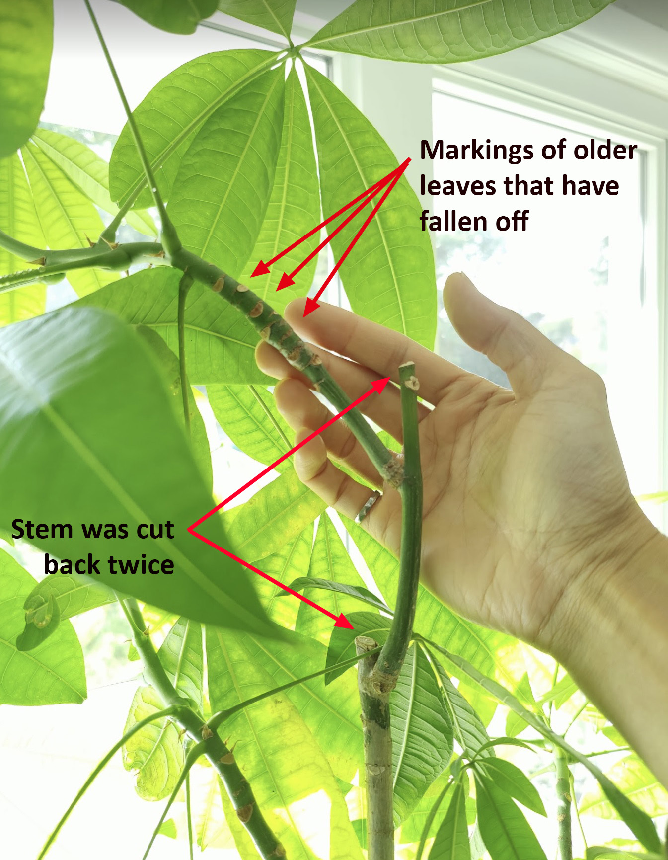 Money Tree Concerns about leaf loss House Plant Journal