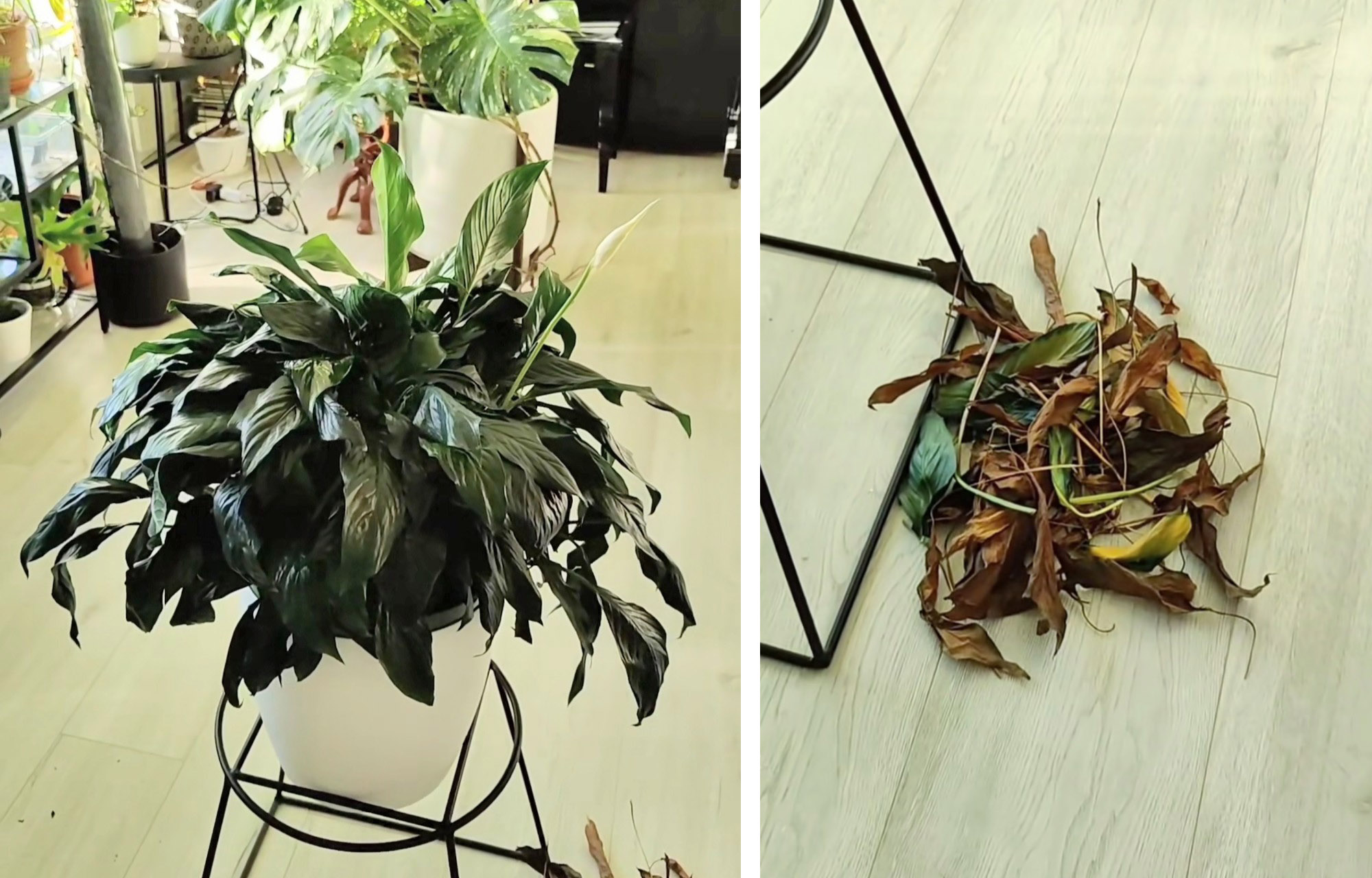 Peace Lily Leaves Brown and Yellow House Plant Journal