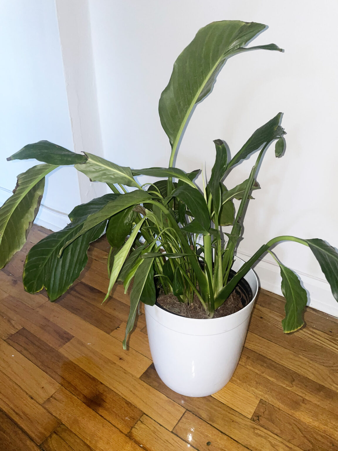 Peace Lily Leaves Brown and Yellow House Plant Journal
