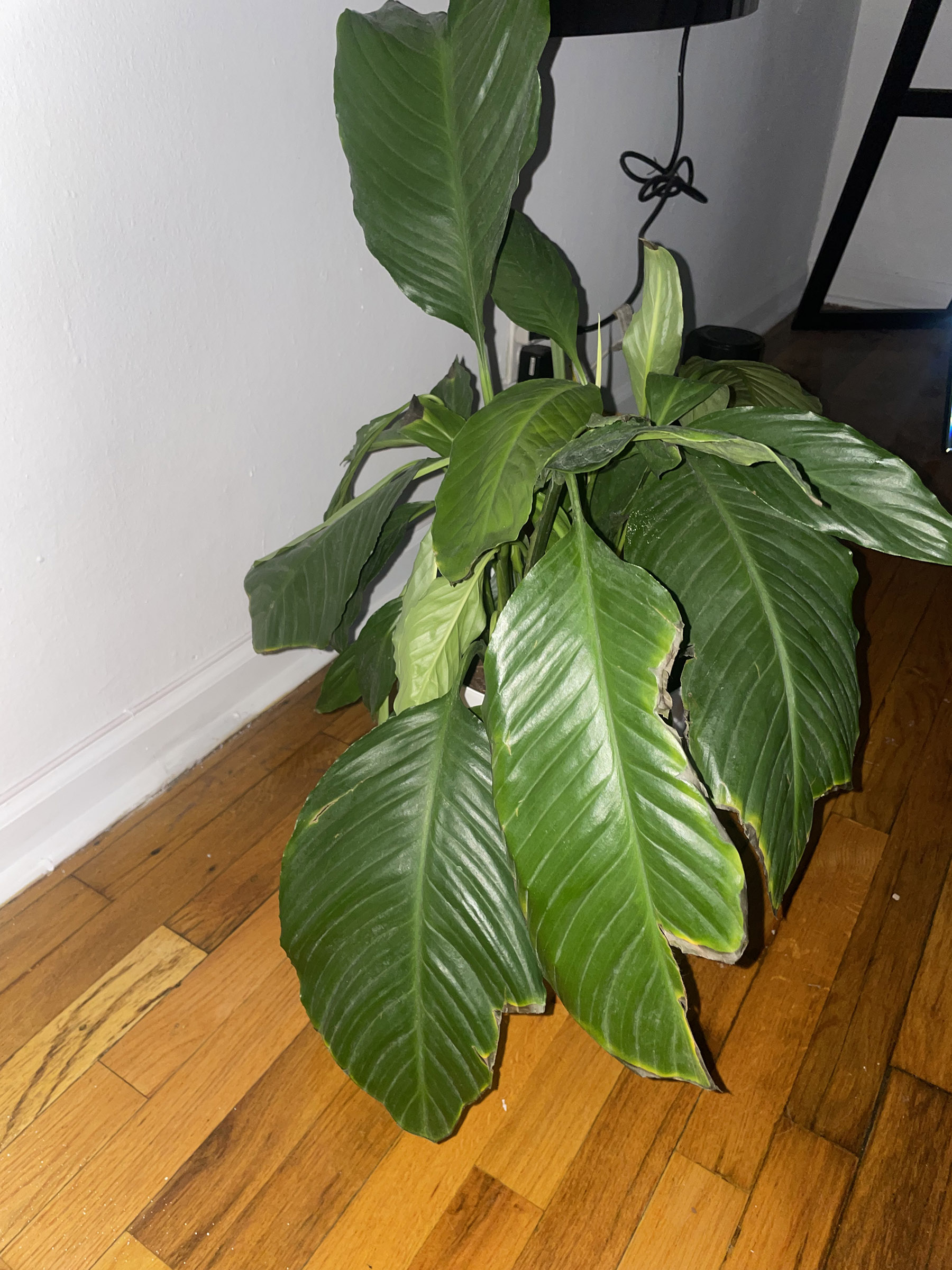 Peace Lily Leaves Brown and Yellow House Plant Journal