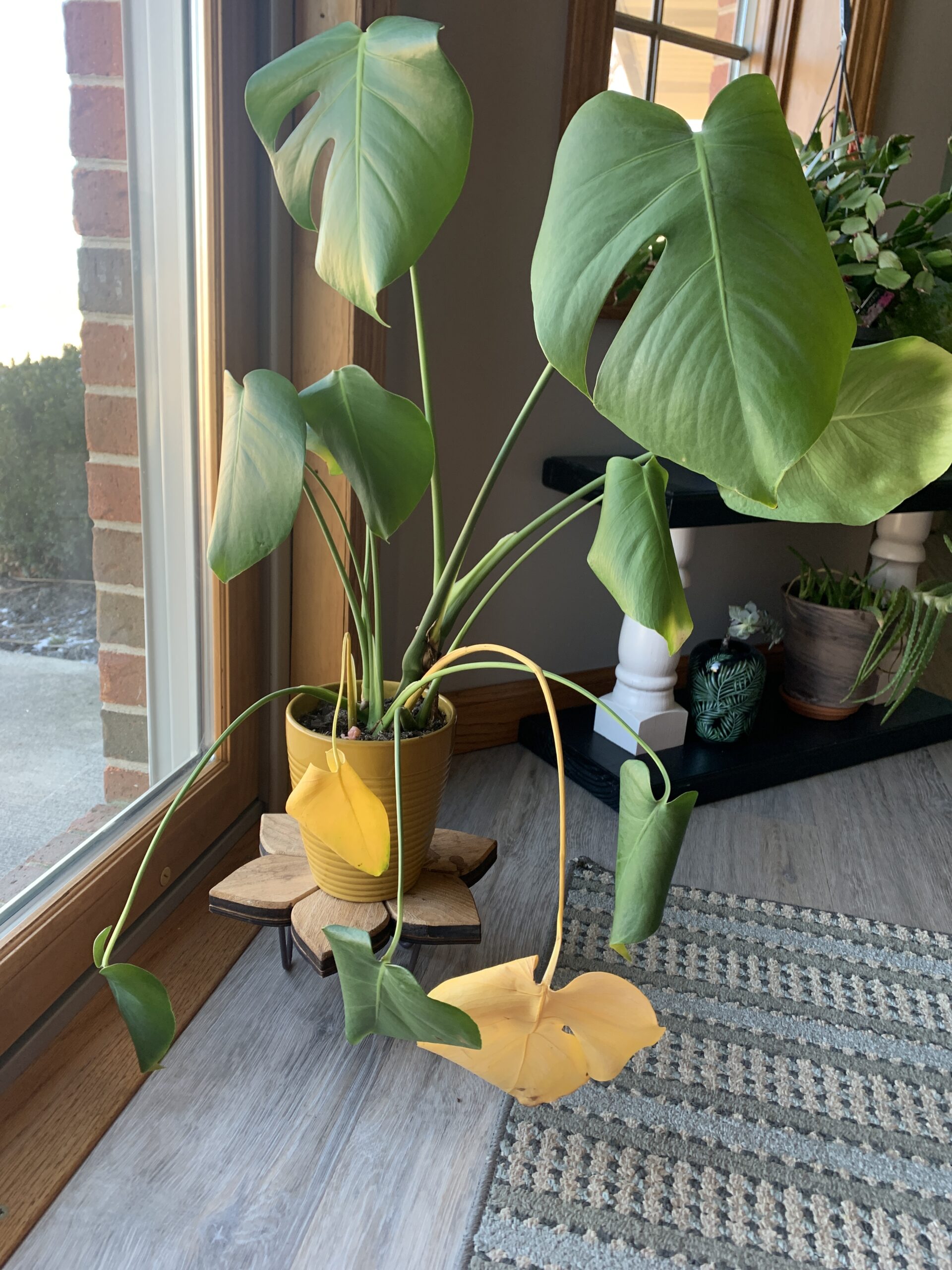 Monstera yellowing and Droopy House Plant Journal