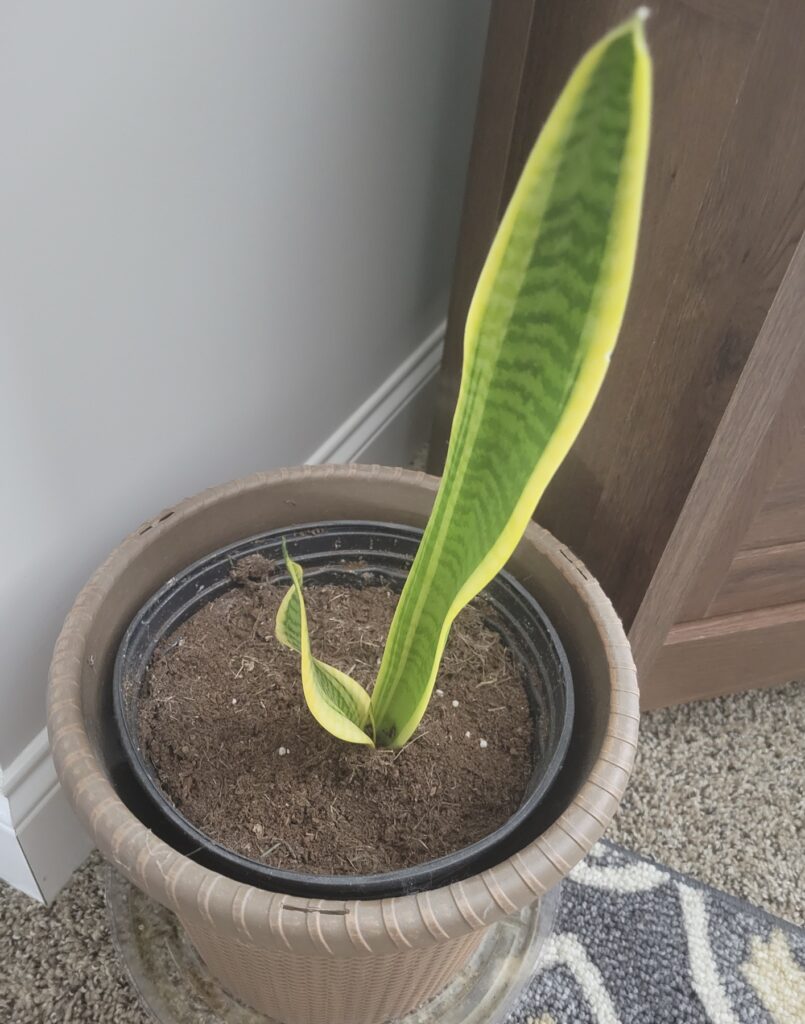 Snake Plant Leaves Turning Yellow