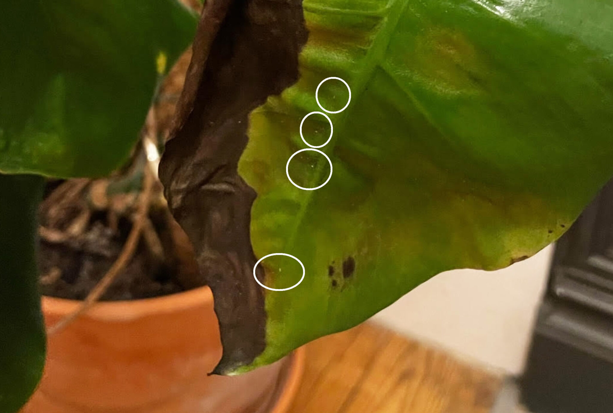 Thrips Monstera Symptoms Thrips Monstera Symptoms