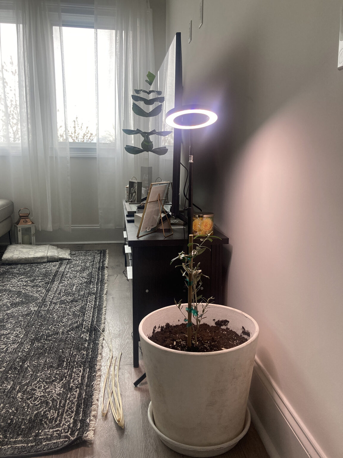 Olive tree losing leaves House Plant Journal